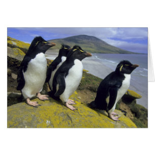 Cartão Rockhopper Penguins (Eudyptes chrysocome),