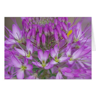 Cartão Rocky Mountain Beer Plant