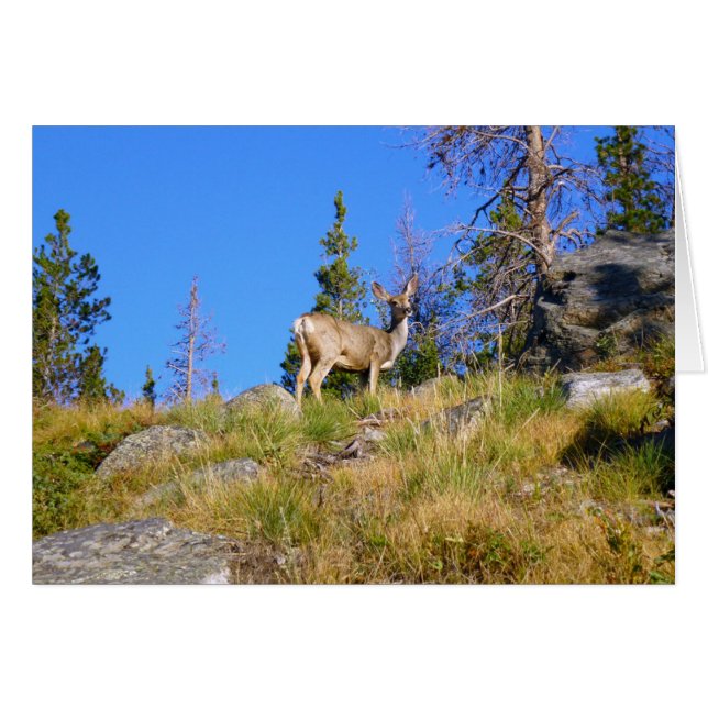 Cartão Rocky Mountain Deer (Frente Horizontal)