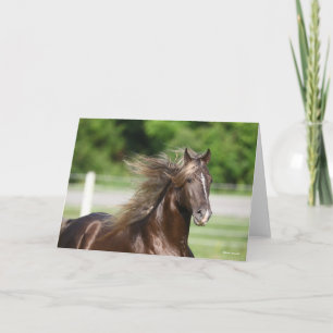 Cartão Rocky Mountain Horse Stallion Headshot