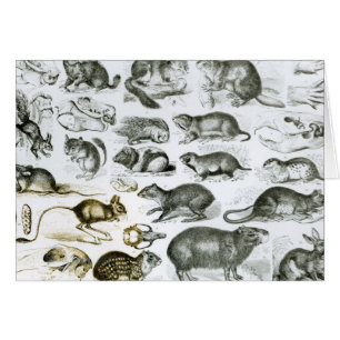 Cartão Rodentia-Roedores ou animais de roedura