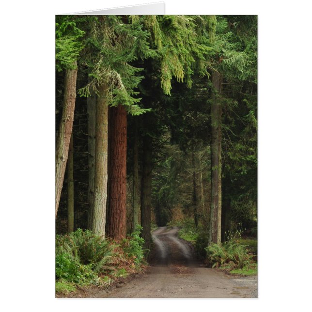 Cartão Rodoviário com Firs (Frente)