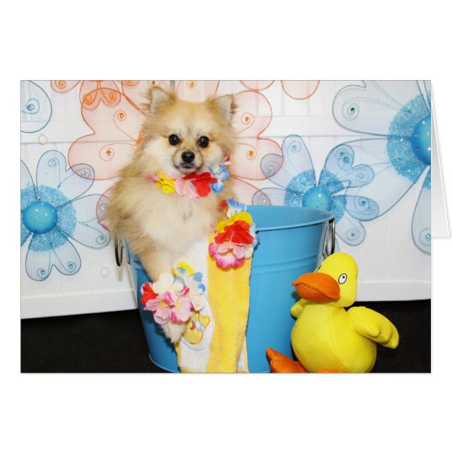Cartão Romeo - Pomeranian -1 (Frente Horizontal)