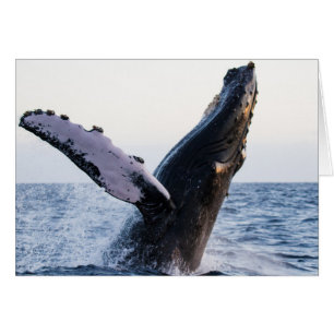Cartão Rompendo a baleia de Humpback #1, vazio para