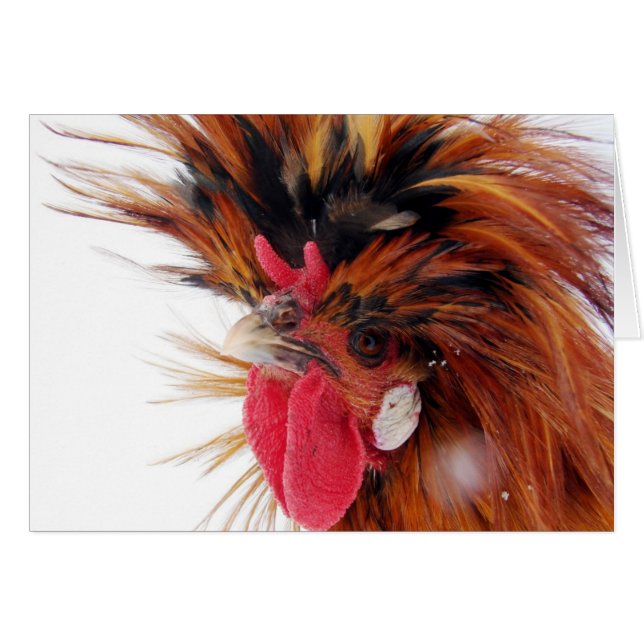 Cartão Roo Polonês (Frente Horizontal)