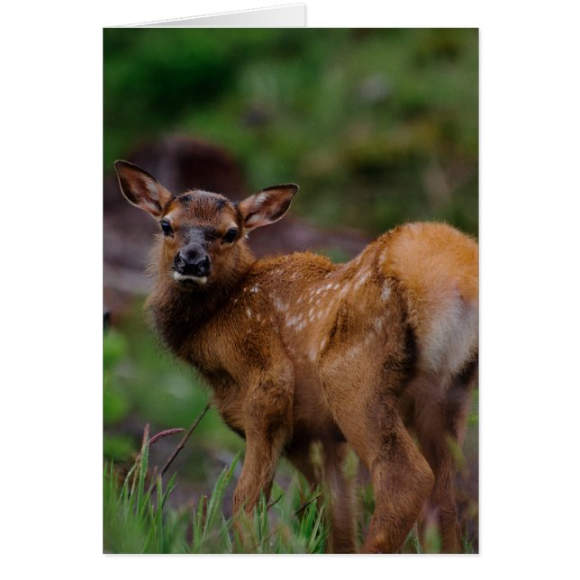 Cartão Roosevelt Elk Calf 1 (Frente)