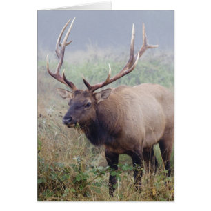 Cartão Roosevelt Elk Grazes no Parque Nacional de Redwood