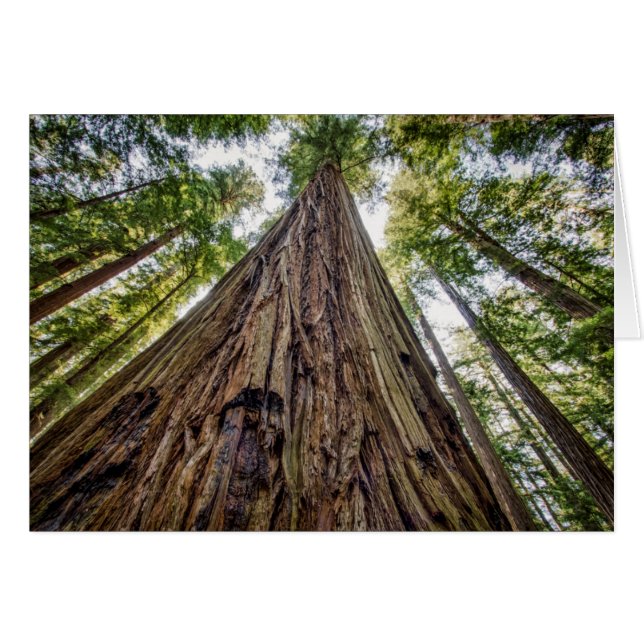 Cartão Roosevelt Grove (Frente Horizontal)