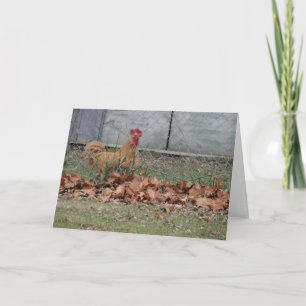 Cartão Rooster, Congratulations