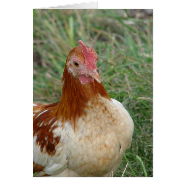 Cartão Rooster Red Pyle OEG Bantam (Frente)