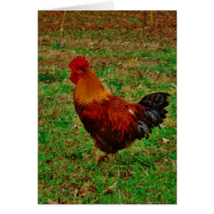 Cartão Rooster Virado para a Esquerda