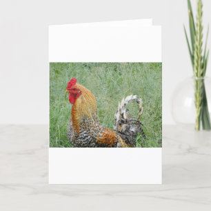 Cartão Roosters