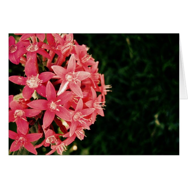 Cartão Rosa (Frente Horizontal)