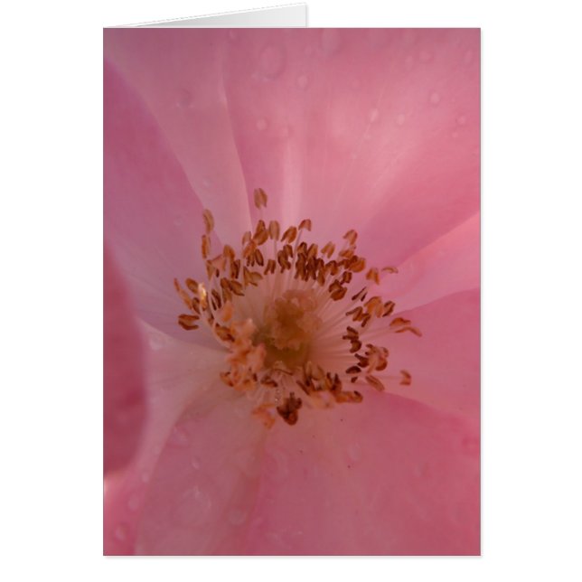 Cartão Rosa 1 do rosa (Frente)