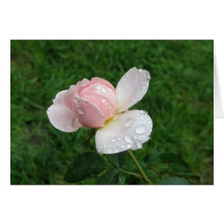 Cartão Rosa 3 antigo