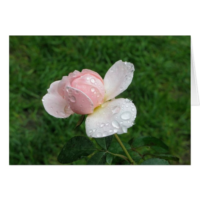 Cartão Rosa 3 antigo (Frente Horizontal)