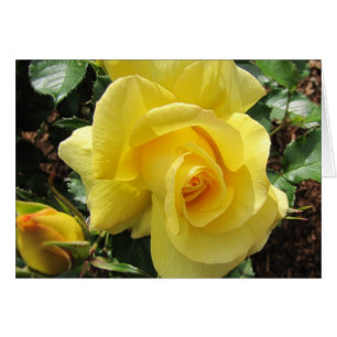 Cartão Rosa amarelo e Rosebud