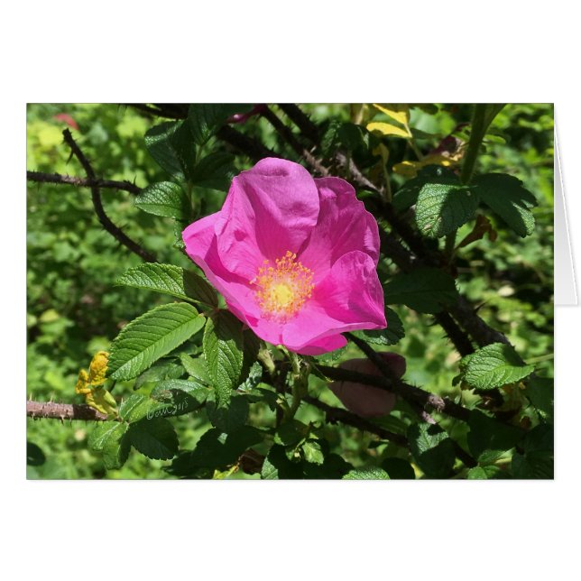 Cartão Rosa antigo FARMphemera.com CARD ©dheller2018 (Frente Horizontal)