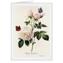 Rosa Bengala - Pierre Joseph Redouté.