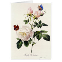 Rosa Bengala - Pierre Joseph Redouté.