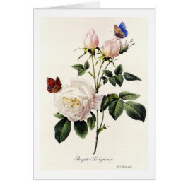 Cartão Rosa Bengale - Pierre Joseph Redouté.