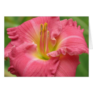 Cartão Rosa bonito - hemerocallis