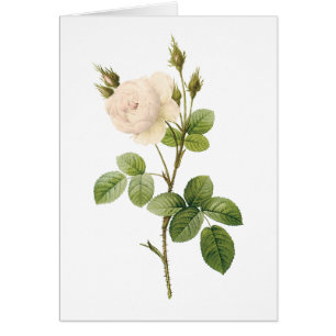 Cartão rosa branco (campanulata de Rosa alba) por Redout