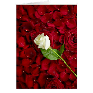 Cartão Rosa branco nas pétalas vermelhas