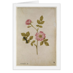 Cartão Rosa Canina - Dogrose e Caterpillar (lápis & com