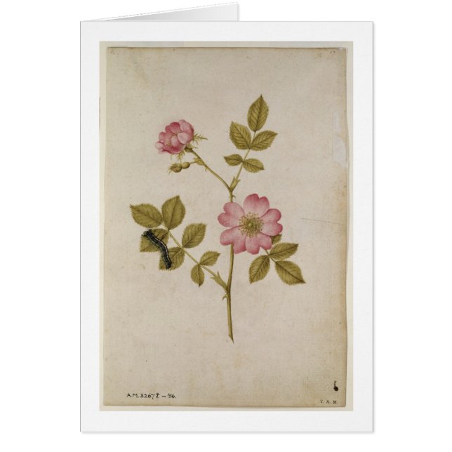 Cartão Rosa Canina - Dogrose e Caterpillar (lápis & com (Frente)