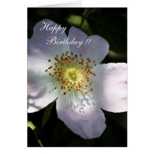 Cartão Rosa Canina - Rosa de cão