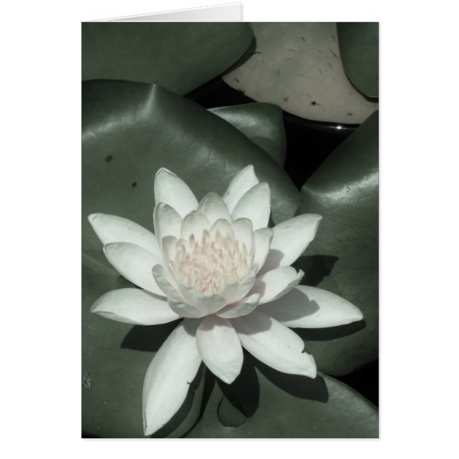 Cartão rosa claro branca lotus water lily flower (Frente)