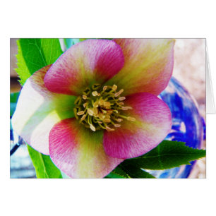 Cartão Rosa cor-de-rosa,