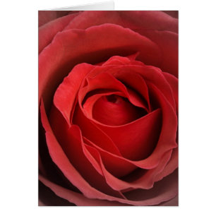 Cartão Rosa de Amor