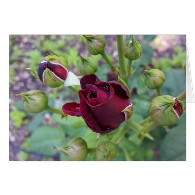 Cartão Rosa de borda após chuva (Frente Horizontal)