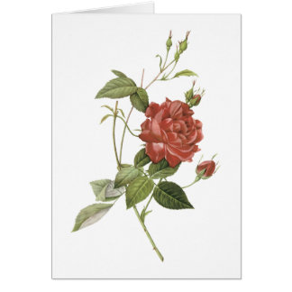 Cartão rosa de chá (Rosa indica cruenta), por Redouté