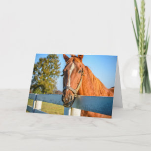 Cartão Rosa de crepúsculo   Cavalo de raça pura