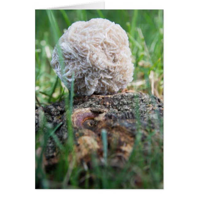 Cartão Rosa de deserto 134 das pedras | (Frente)