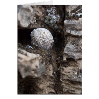 Cartão Rosa de deserto 136 das pedras |