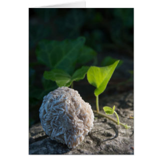 Cartão Rosa de deserto 141 das pedras |