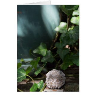 Cartão Rosa de deserto 145 das pedras |