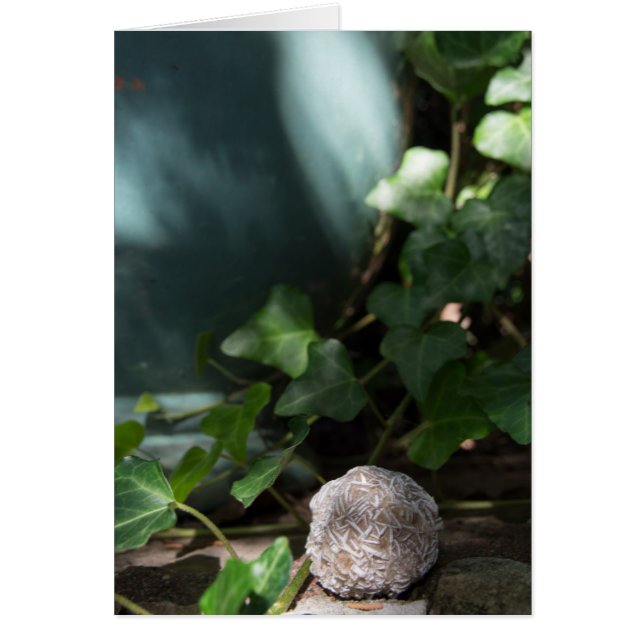 Cartão Rosa de deserto 145 das pedras | (Frente)