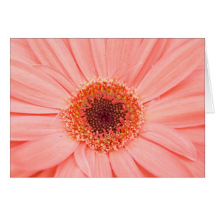 Cartão Rosa de Gerbera