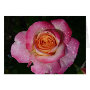 Cartão Rosa de manhã rosa