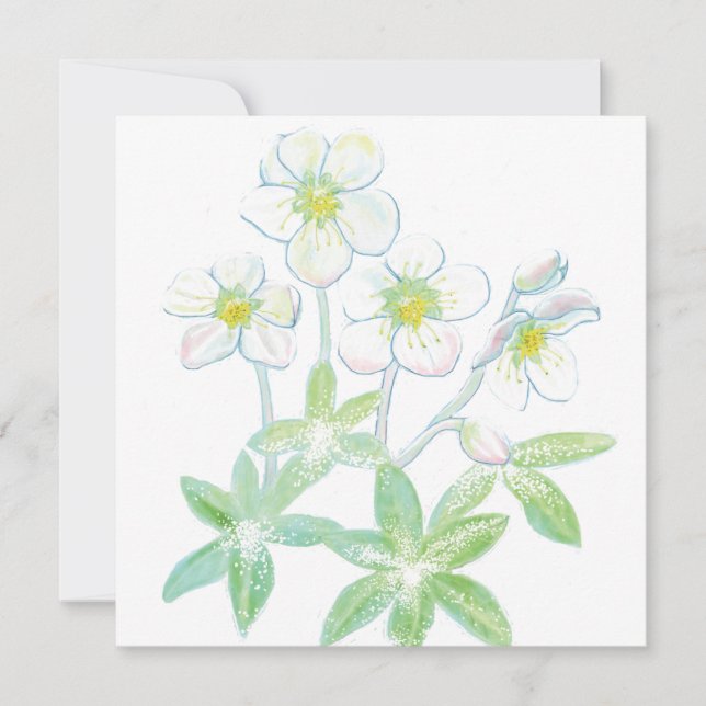Cartão rosa de Natal, Helleborus niger (Frente)