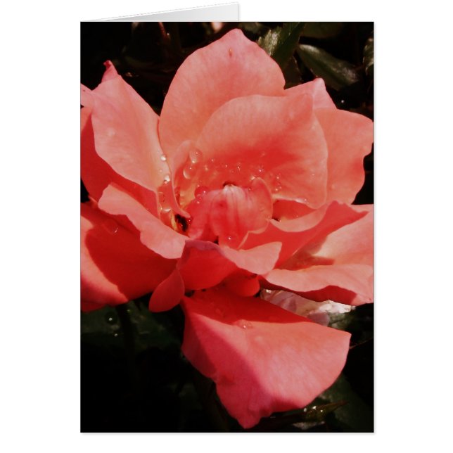 Cartão rosa de pêssego e colírio (Frente)