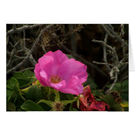 Cartão Rosa de praia rosa Rosa Rugosa