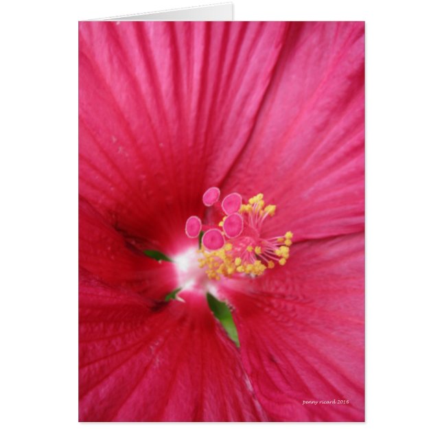 Cartão Rosa de Sharon Flor Bush (Frente)