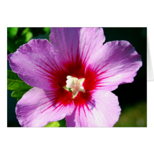 Cartão Rosa de Sharon, roxo escuro