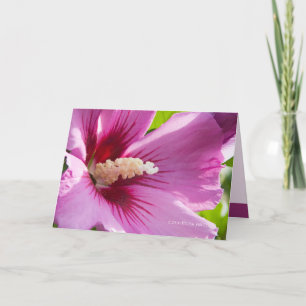 Cartão Rosa de Sharron